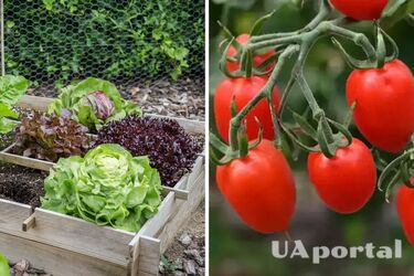 Що не можна садити у помідорів