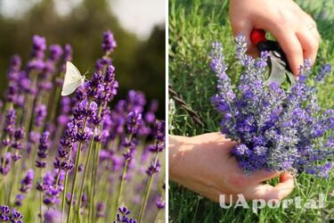 Як та коли образити лаванду, щоб не нашкодити: поради садівників