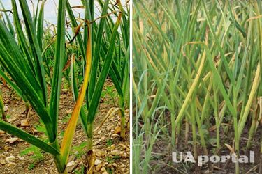 Жовтіє листя в часника: як врятувати культуру