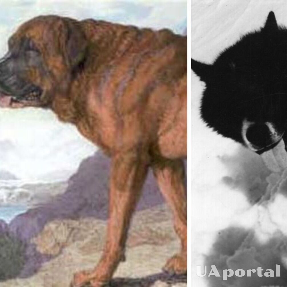 Агрегентиська полярна та альпійський мастиф: 5 порід собак, які давно вимерли 