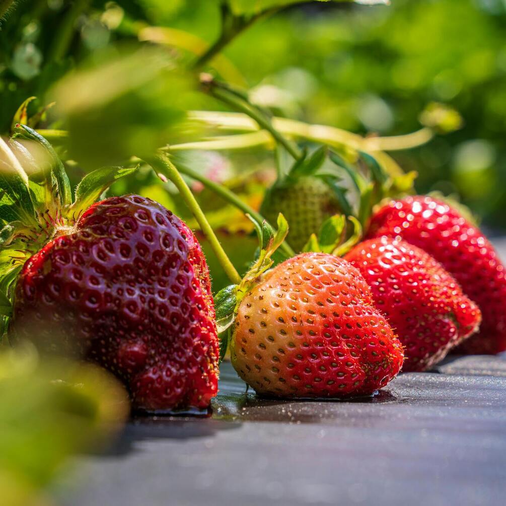 Будет в четыре раза больше ягод: как легко увеличить урожайность клубники без химии
