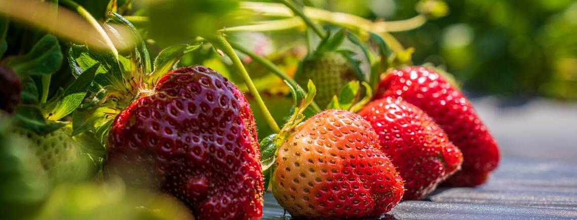 Будет в четыре раза больше ягод: как легко увеличить урожайность клубники без химии