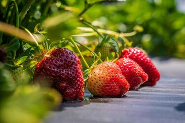 Four times more berries: how to easily increase strawberry yields without chemicals