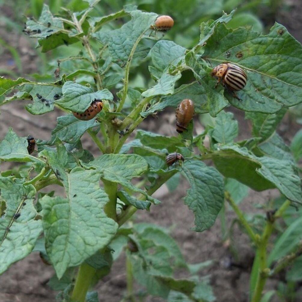 Ефективна боротьба з колорадськими жуками: просто посипте цим засобом кущі картоплі