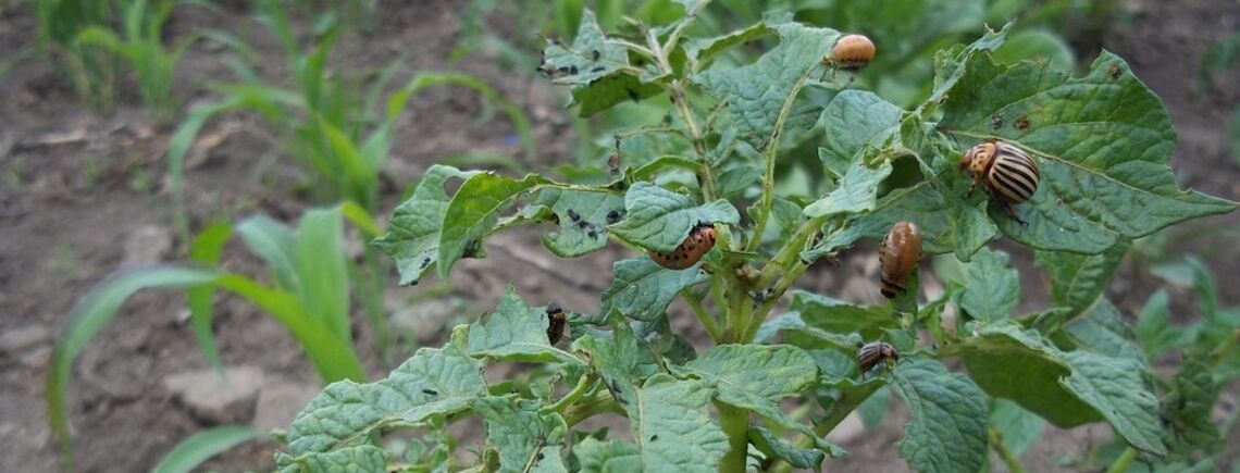 Эффективная борьба с колорадскими жуками: просто посыпьте этим средством кусты картофеля