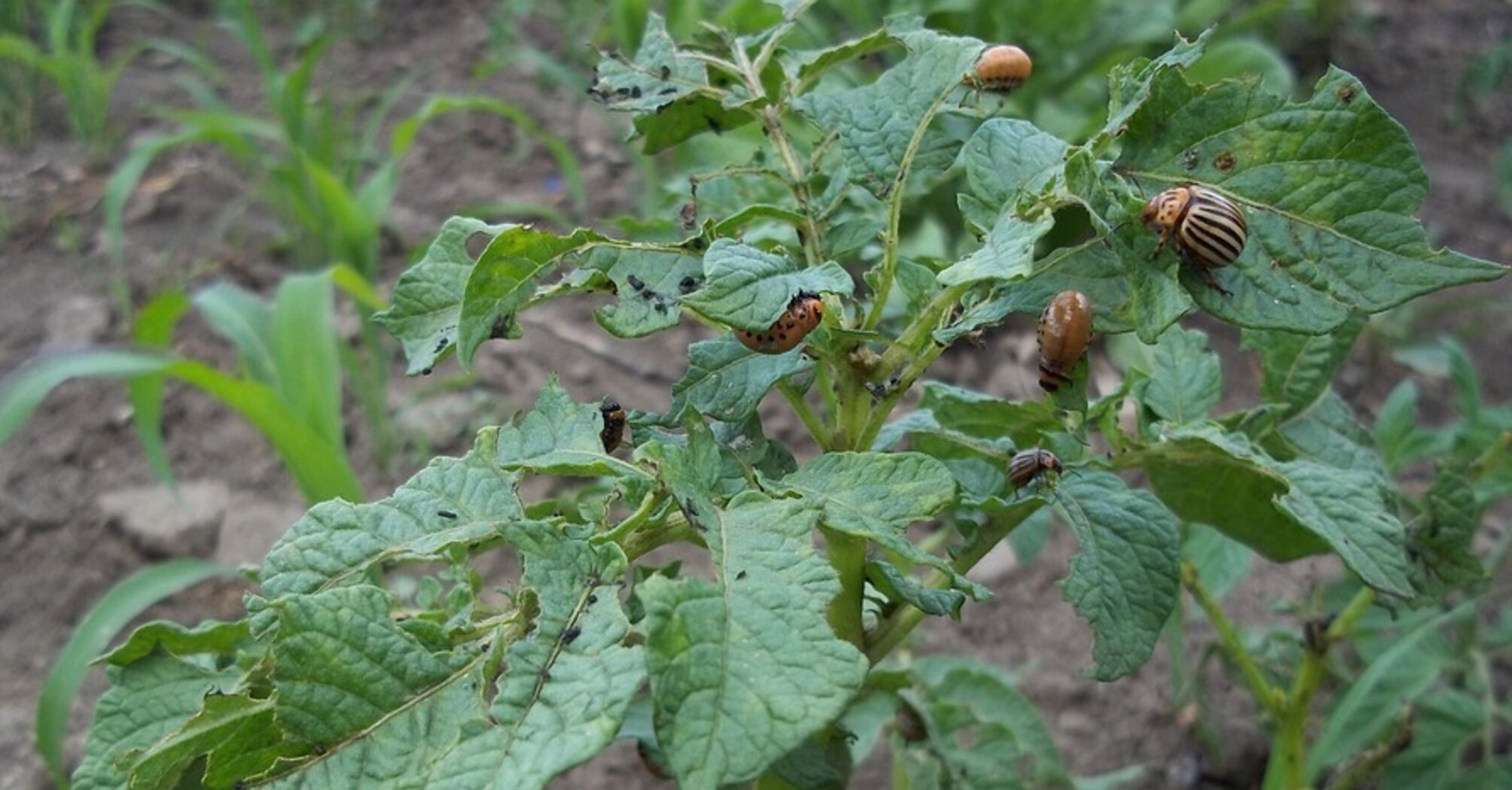 Эффективная борьба с колорадскими жуками: просто посыпьте этим средством кусты картофеля