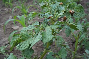 Эффективная борьба с колорадскими жуками: просто посыпьте этим средством кусты картофеля