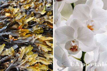 Орхідеї цвістимуть цілий рік, якщо їх влітку підгодовувати цим добривом