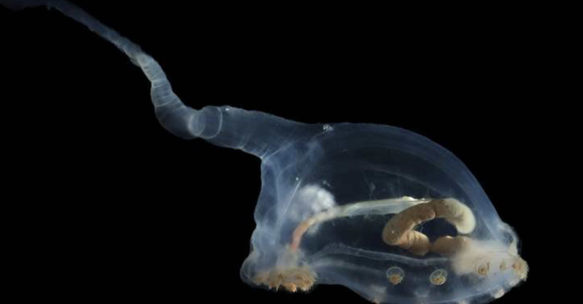 Напоминают инопланетную форму жизни: ученые обнаружили на дне океана самое старое создание на планете (фото)