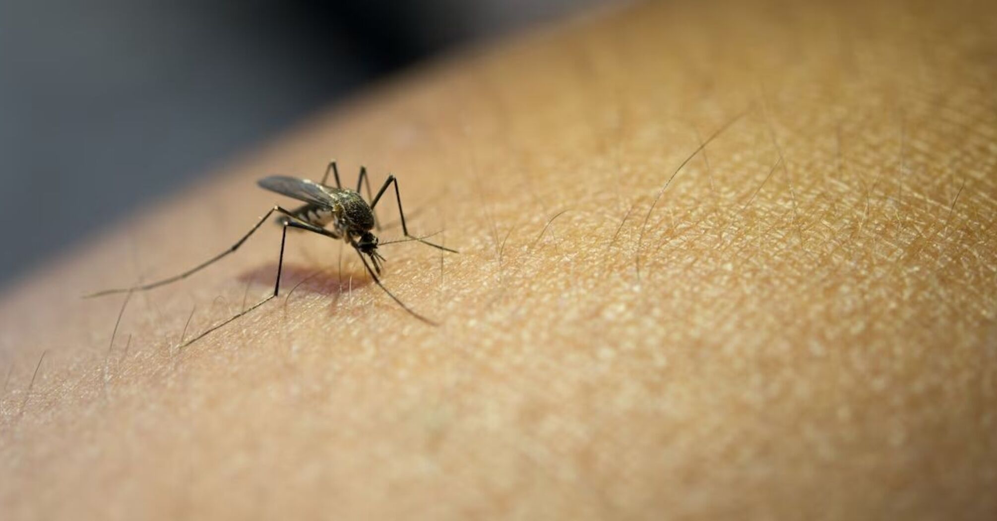 Не просто кровопивці: біолог пояснив, як комарі обирають своїх жертв