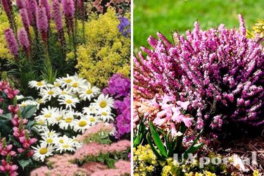 Какие многолетние растения следует посадить на клумбе: ответ садоводов
