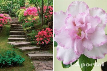 Как правильно ухаживать за азалией, чтобы пышно цвести