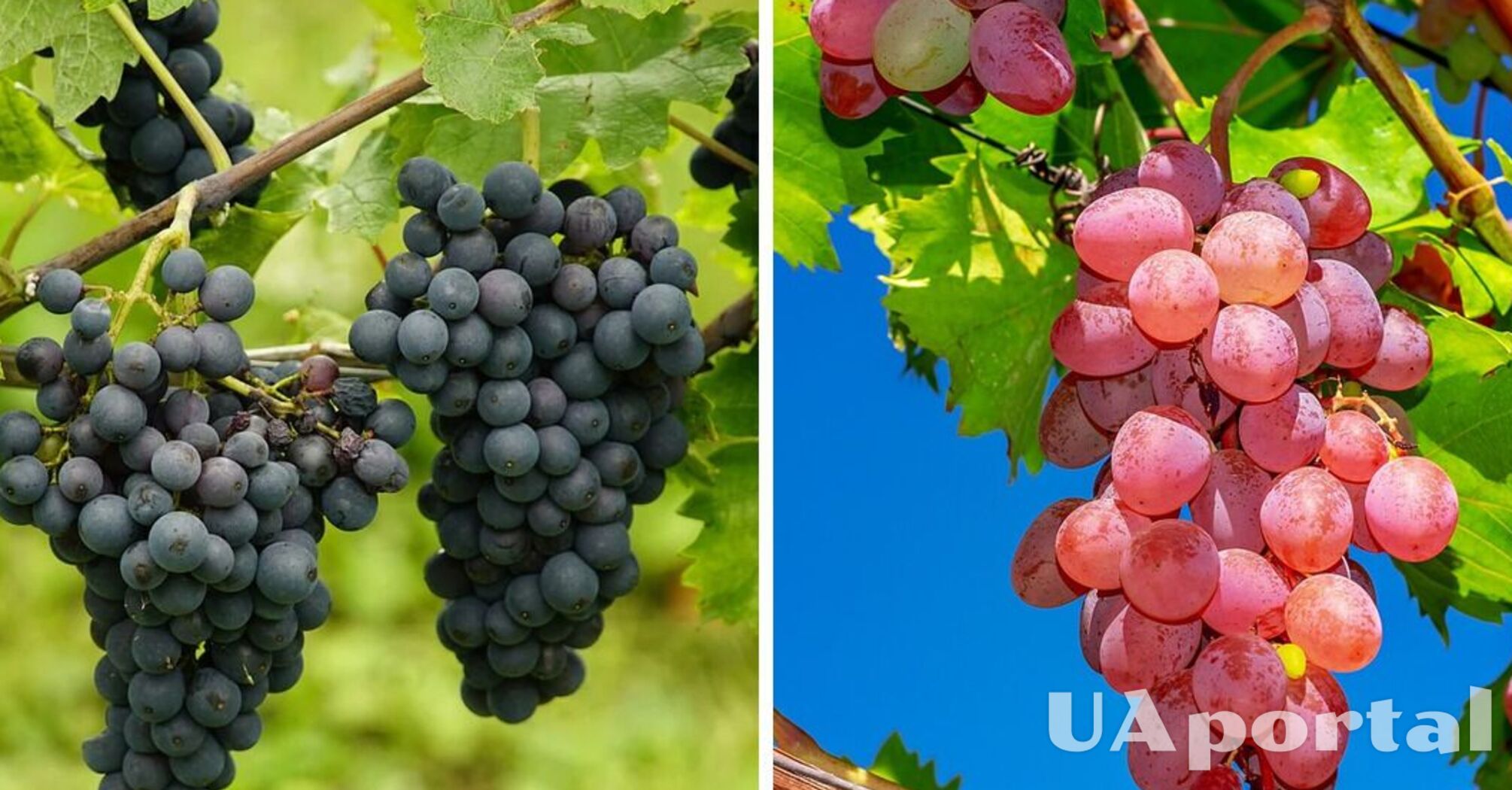 Виноград дасть великі та соковиті ягоди, якщо його підгодувати цим у червні: поради від дачників
