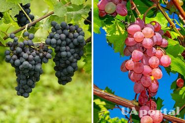 Виноград дасть великі та соковиті ягоди, якщо його підгодувати цим у червні: поради від дачників