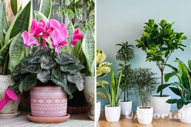 Какие комнатные растения можно вырастить в кашпо: огородники ответили