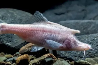 Єдинороги все ж існують: у Китаї вчені виявили раніше невідомих істот (фото)