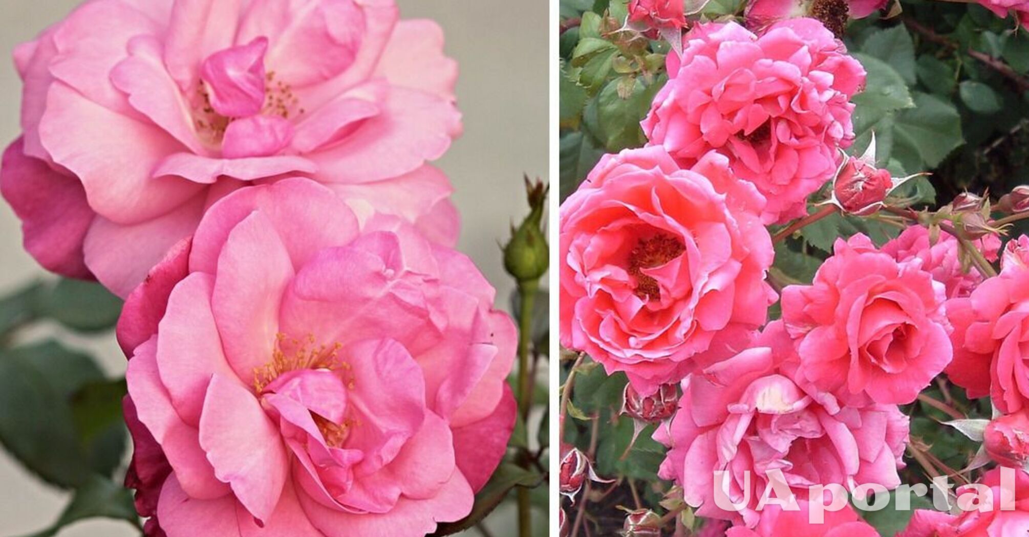Садоводы объяснили, как улучшить цвет цветов розы и защитить куст от тли
