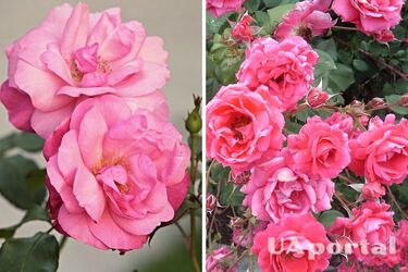 Садівники пояснили, як покращити колір квітів троянди та захистити кущ від попелиці