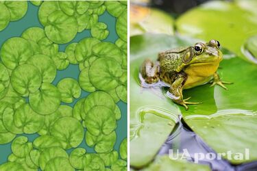 Лише 2% людей здатні помітити заховану жабу: оптична ілюзія для уважних