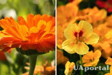 Які рослини захищають від шкідників: городники відповіли