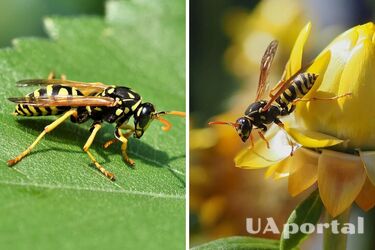 Експерти назвали прості та дієві способи, як вигнати ос з саду
