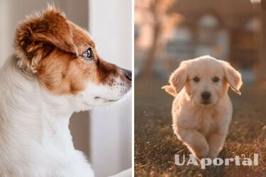 Как уберечь психику собаки, если застряли в лифте: действенные лайфхаки от кинологов