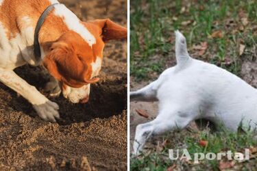 Как отучить собаку рыть ямы: полезные лайфхаки