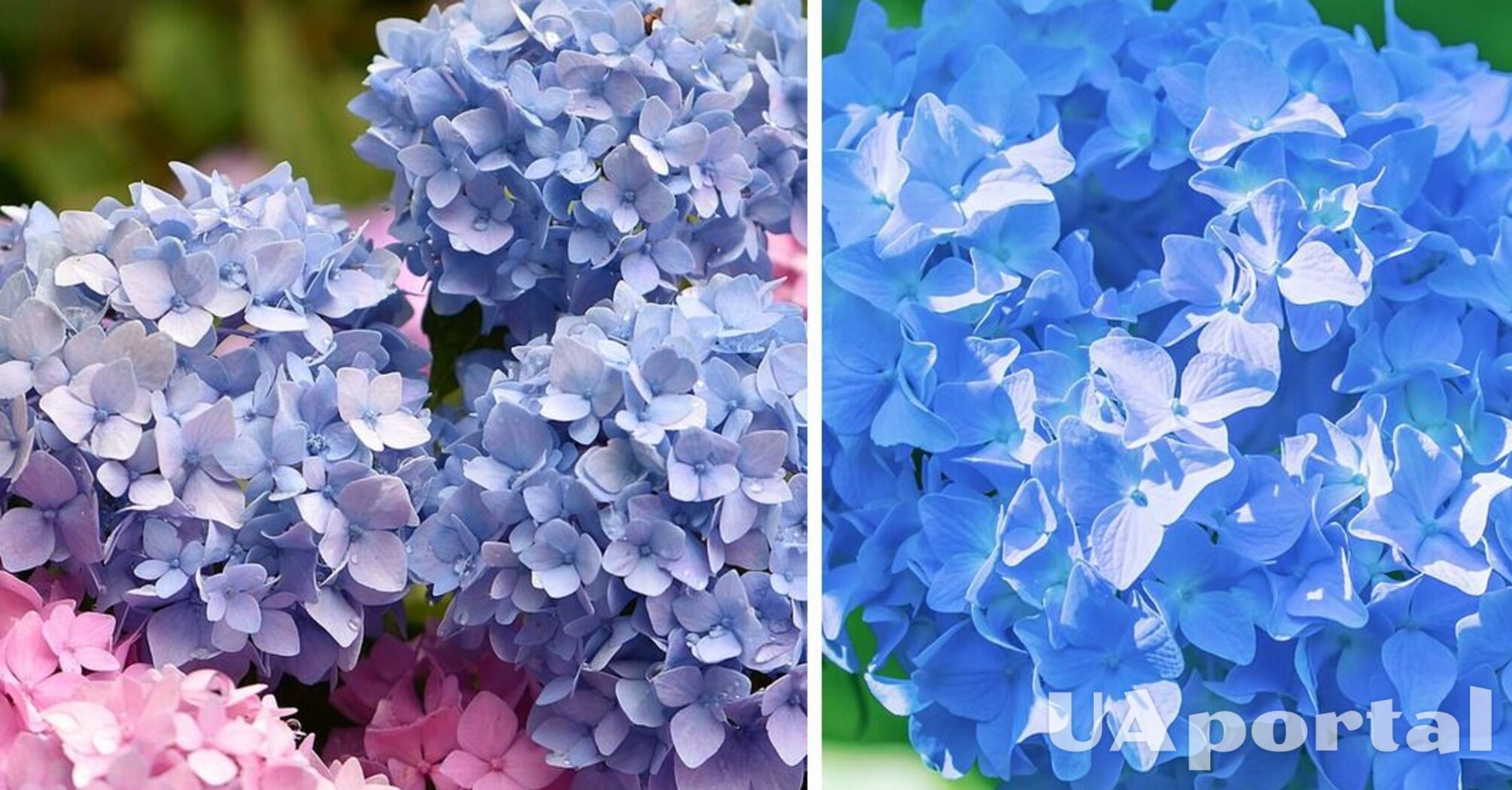 Розовые гортензии станут голубого цвета, если подкормить их этим удобрением: советы садоводов