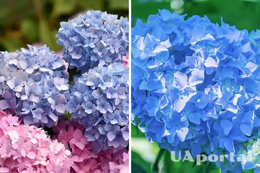 Розовые гортензии станут голубого цвета, если подкормить их этим удобрением: советы садоводов