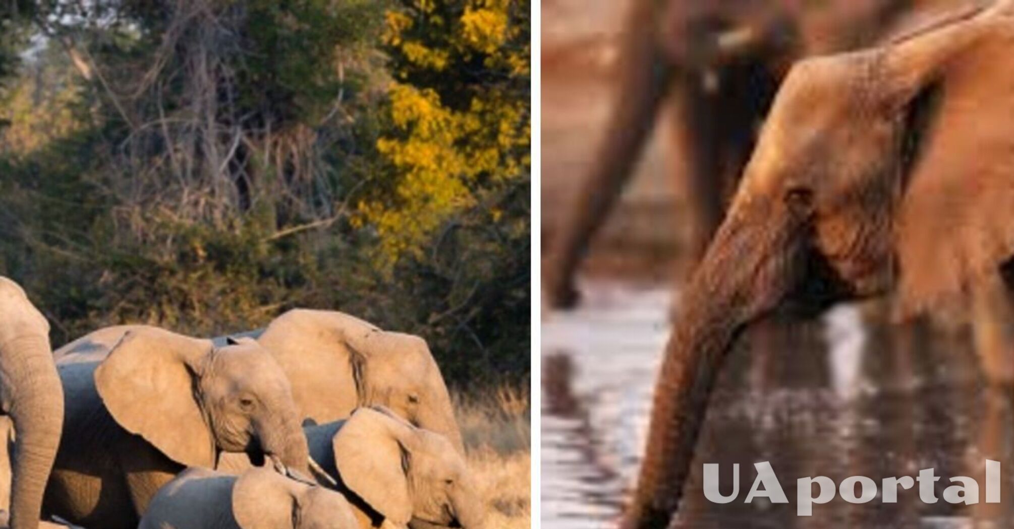 Ученые обнаружили уникальную способность слонов: они зовут друг друга по имени
