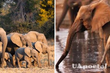 Вчені виявили унікальну здібність слонів: вони кличуть один одного на ім‘я
