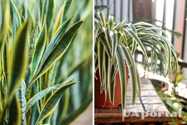 Как снизить влажность в помещении с помощью комнатных цветов