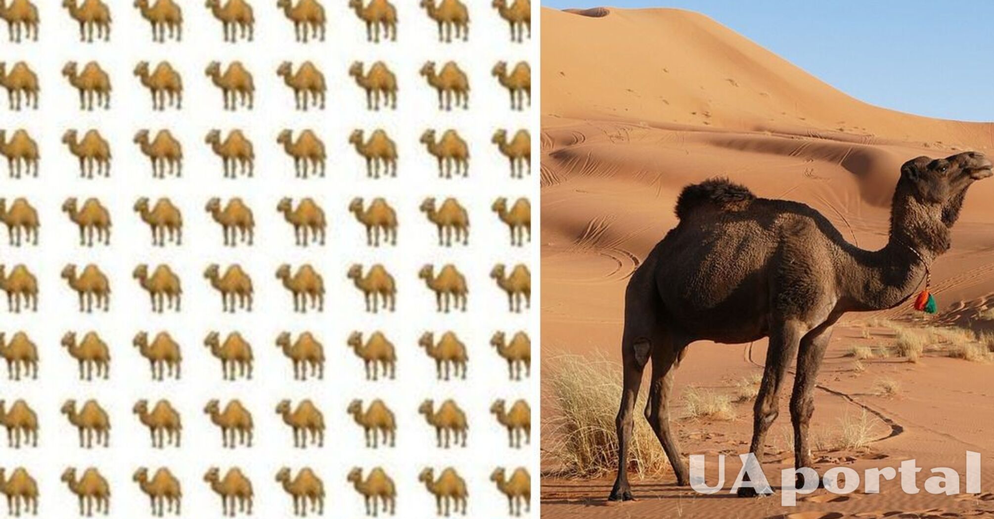 Только внимательные смогут найти на картинке верблюда с двумя горбами за 12 секунд