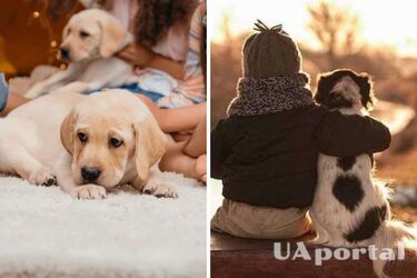 Как приучить домашнего любимца к одиночеству, пока вы отсутствуете: полезные лайфхаки от кинологов