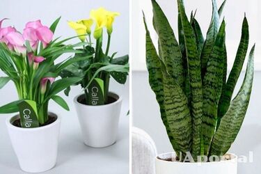 Какие комнатные растения можно держать в доме с четырехлапыми друзьями