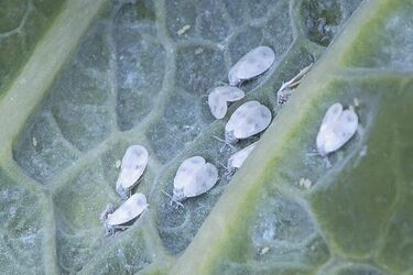 Спасите ваши растения: эффективные народные средства для борьбы с белокрылкой