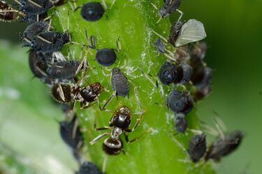 Названо лучшее средство против тли и других вредителей: всего один ингредиент