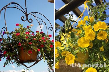 Эксперты назвали два способа, как определить, когда время поливать цветы в подвесных корзинах