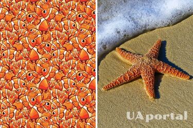 Знайдіть морську зірку серед риб і крабів за 8 секунд: тест на IQ з оптичною ілюзією