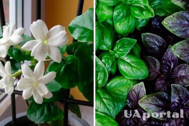 Какие комнатные растения идеальны для кухни: топ-3 удачных варианта