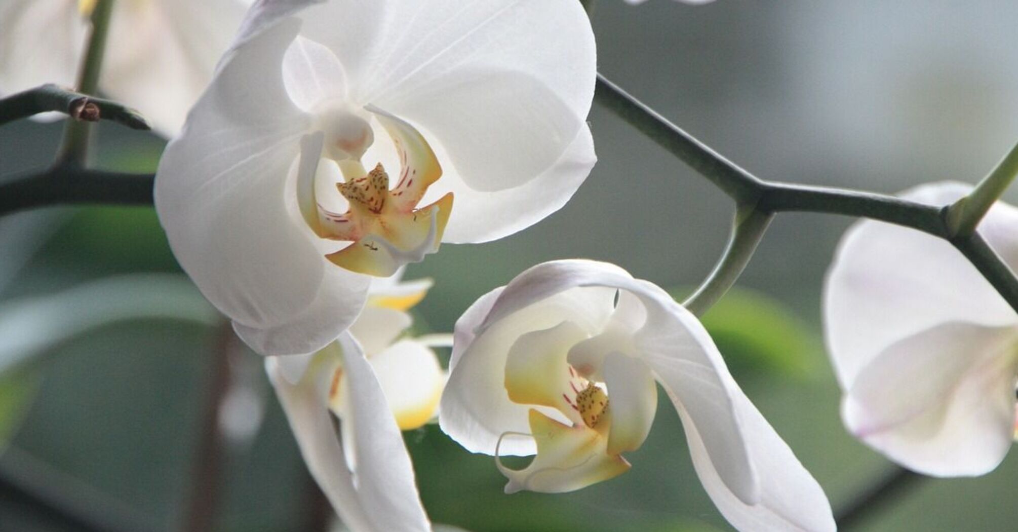 Спасет даже орхидею, которая умирает: нужно лишь 20 г популярной специи 