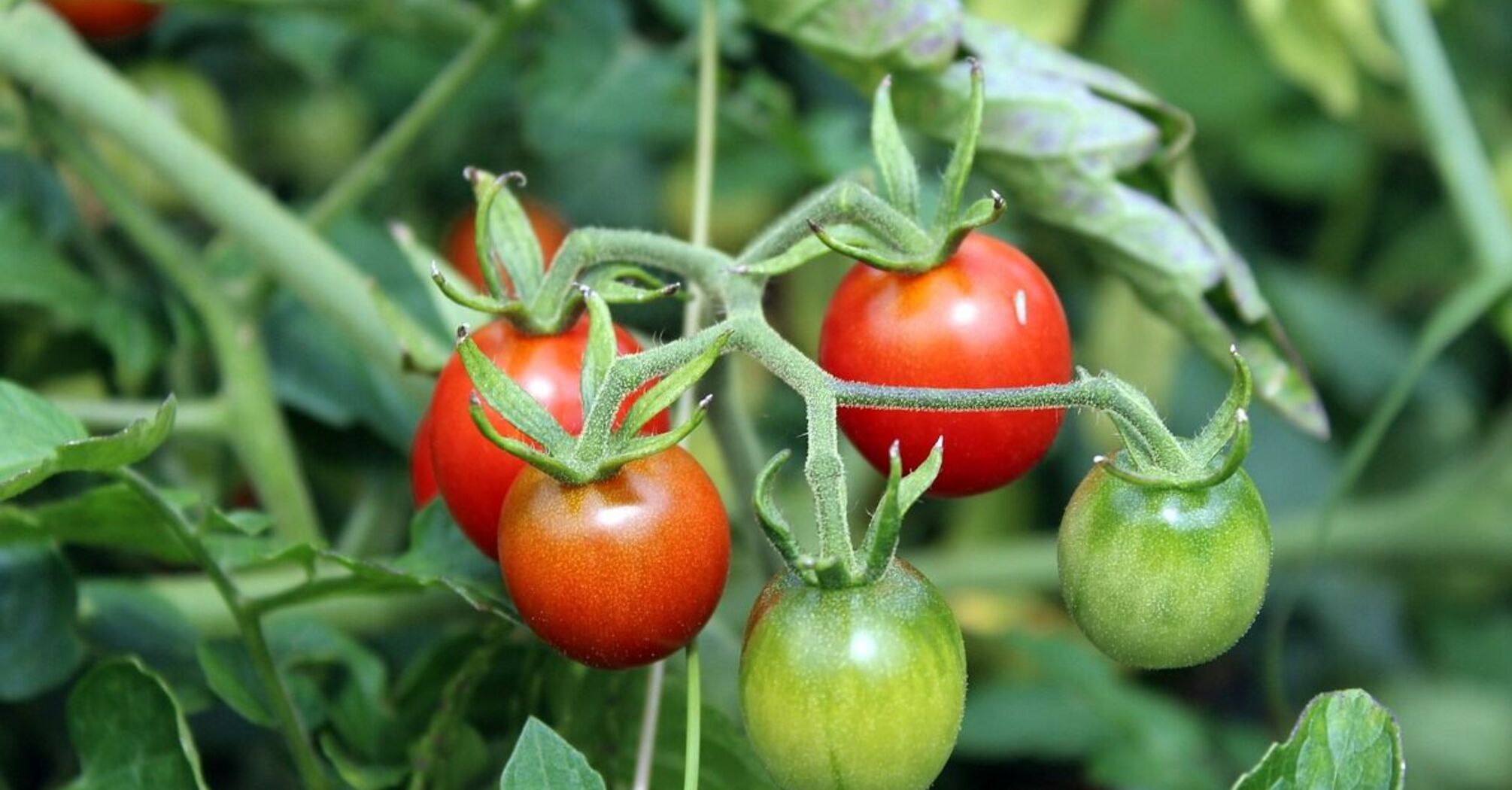 Як пришвидшити достигання помідорів на кущі: поради досвідчених городників