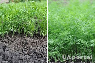 Як виростити смачний кріп: городники поділились секретом