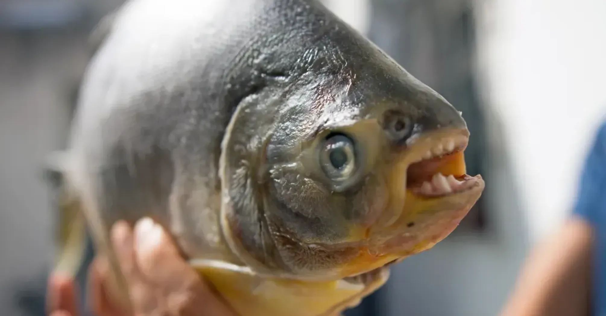 Имеет человеческие зубы и Глаз Саурона: в Амазонке нашли новую рыбу, похожую на пиранью (фото)