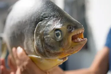 Має людські зуби та Око Саурона: в Амазонці знайшли нову рибу, схожу на піранью (фото)