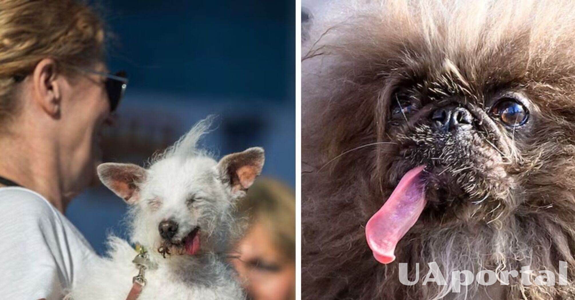 Названий найпотворніший собака у світі 2024: фото переможця
