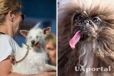 Названий найпотворніший собака у світі 2024: фото переможця