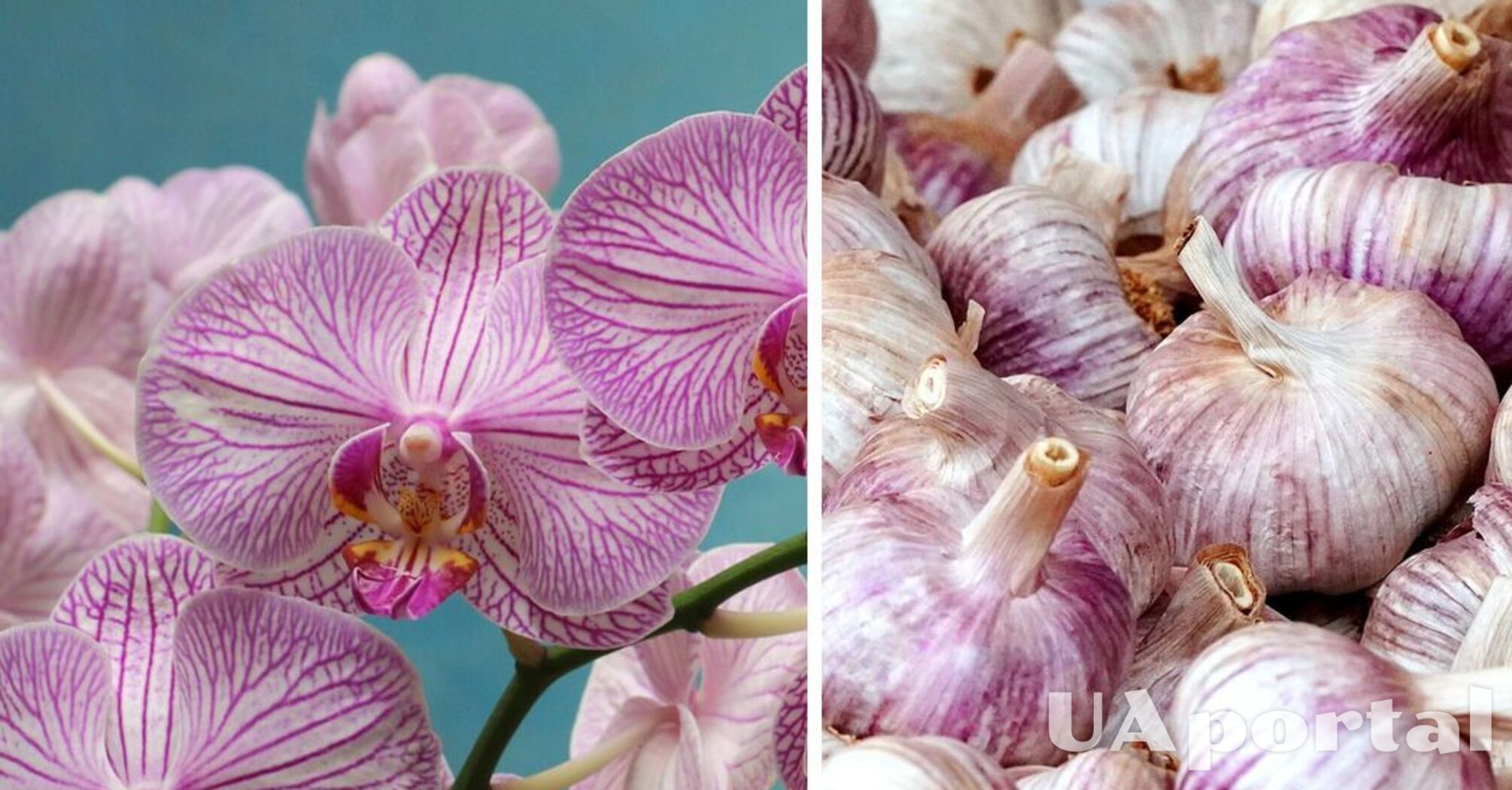 Орхідеї будуть квітнути як скажені, якщо додати до води один продукт: поради садівників