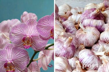 Орхидеи будут цвести как бешеные, если добавить в воду один продукт: советы садоводов