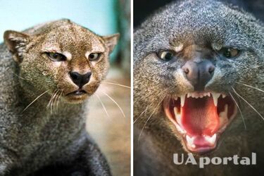 Щебечет, свистит и мяукает: как разговаривает дикая кошка ягуарунди, напоминающая выдру (видео)